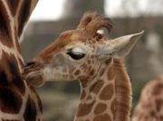 Giraffenkind Susi