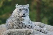 Schneeleopard.