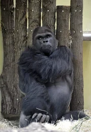 rbb Fernsehen PANDA, GORILLA & CO., TEIL 187, "Geschichten aus dem Zoo Berlin und dem Tierpark Berlin", am Freitag (01.07.11) um 20:15 Uhr. Die grauen Zellen von Gorilla Ivo sollen mal wieder auf Trab gebracht werden: Für die Idee, mit einem Stock eine Schüssel mit Futter zu angeln, kann er sich wenig begeistern.