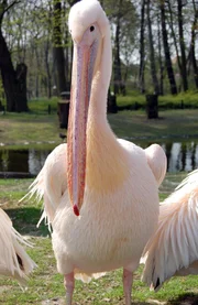Die Rosapelikane im Tierpark, die zunächst von Hand aufgezogen wurden, sind nun in die Kolonie zu den Erwachsenen gezogen. Noch sind sie auf Menschen geprägt, doch das verwächst sich mit der Zeit.
