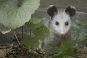 Ein Nord-Opossum Jungtier erkundet die Welt