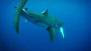 The great white shark attacked the fish.