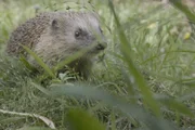 Ein Igel auf Nahrungssuche in der Stadt.