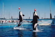 Two killer whales jump in air in aquarium as audience watches. Orcinus orca
