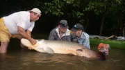 Chris Owens and Thad Robison struggle to hold a huge Arapaima fish in Ecuador.