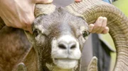 Mufflon-Männchen haben große schneckenförmig gedrehte Hörner.