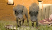 Volontärin Davina nimmt heute Abschied von den Warzenschweinbabys.