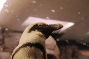 Nahaufnahme des Brillenpinguins