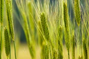 Einkorn für den Bayerischen Reis.
