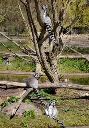 rbb Fernsehen PANDA, GORILLA & CO., TEIL 183, "Geschichten aus dem Zoo Berlin und dem Tierpark Berlin", am Freitag um 20:15 Uhr. Die Verständigung bei den Kattas ist lautstark und hört sich fast wie bei Katzen an. Diese Halbaffenart ist in ihrer Heimat Madagaskar vom Aussterben bedroht. Im Tierpark leben sie auf einer eigenen Insel und warten auf ihre täglichen Mahlzeiten.