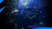 Aquarium