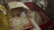 Ein Hamster braucht ständig Bewegung!