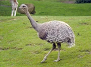 Nandu-Hahn