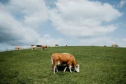 Die saftigen Hügel der Buckligen Welt eignen sich hervorragend für Weidehaltung. Die Kühe der "Eis-Greissler" werden in der Früh gemolken und am Vormittag wird daraus das Eis gemacht. Die Milch ist also keinen Tag alt.