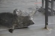 Harbor seals Halo, Cerbie and Cruz.