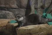 Close up asian small clawed otter in exhibit