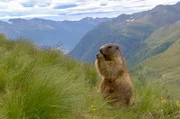Die Schweizer Alpen sind unter anderem ein Zuhause für Murmeltiere.