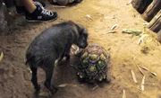 Die Neugier der Warzenschweine Ham und Bacon macht sogar vor Schildkröten nicht Halt.