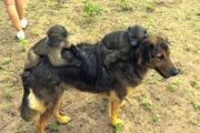 Die Pavianbabys sollen von ihren "Reittieren", den Hunden, entwöhnt werden.