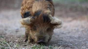 Shot of one of the piglets