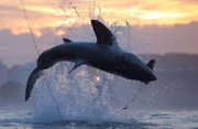 Great White Shark Drone Decoy Breach