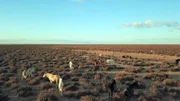 Im Donana-Nationalpark in Andalusien leben wilde Pferde, die Vorfahren der amerikanischen Mustangs.