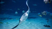 Die Batoidea schwimmen neben den Fischen.