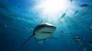 Great white shark.