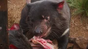 Tasmanian Devil.