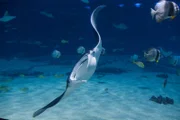 Mantarochen.