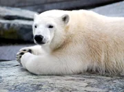 Eisbär Wilbär aus der Wilhelma Stuttgart, mittlerweile ein ausgewachsener Halbstarker.