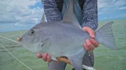 Nahaufnahme eines Fisches.