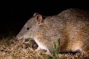 Ein kleiner Kurznasenbeutler, oder Bandicoot. Bandicoots sind nachtaktiv und heimlich.