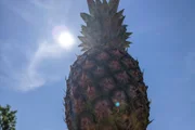 Die Ananas ist eigentlich eine Gruppe Beeren, die um den Stängel herum gewachsen sind.