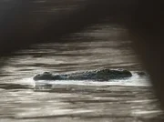 Nilkrokodil, Nsumbu Nationalpark, Sambia.
