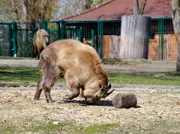 rbb Fernsehen PANDA, GORILLA & CO., TEIL 185, "Geschichten aus dem Zoo Berlin und dem Tierpark Berlin", am Freitag um 20:15 Uhr. Takin Xiwang übt ihre Kopf-Stoß-Technik.