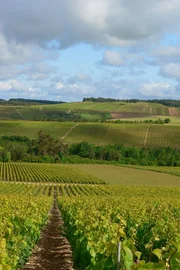 Weinberge in der Champagne. Weinberge in der Champagne.