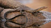Monitor lizard.