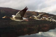 SRF school  Vögel – Eroberung der Lüfte  Im Flug