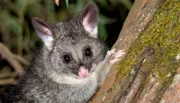 Ein Fuchskusu oder Possum. Fuchskusu sind neugierig. Sie besuchten in der Nacht das Lager von Ernst Arendt und Hans Schweiger.