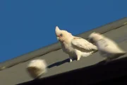 Ein Nacktaugenkakadu, oder Little Corella, rutscht ein Blechdach runter wie ein Skifahrer.