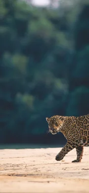 Jaguar