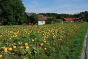 Pumpkin field