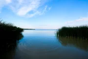 Landschaftsbild eines Ufers am Neusiedlersee