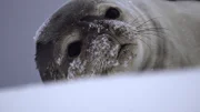 Robben sind so gut isoliert, dass nicht mal Schnee auf ihrer Haut taut.