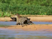 Jaguar greift Krokodil an