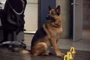 Rex (DIESEL VOM BURGIMWALD)