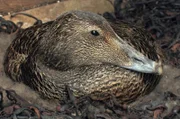 Das Eiderentenweibchen polstert das Nest mit Ihren Brustdaunen aus. Vier Wochen wird sie jetzt brüten.