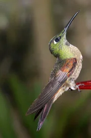 Kolibris werden auch „geflügelte Edelsteine“ genannt.