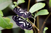 Schmetterlinge und andere Insekten sind in Nebelwäldern so artenreich wie keine andere Tiergruppe.